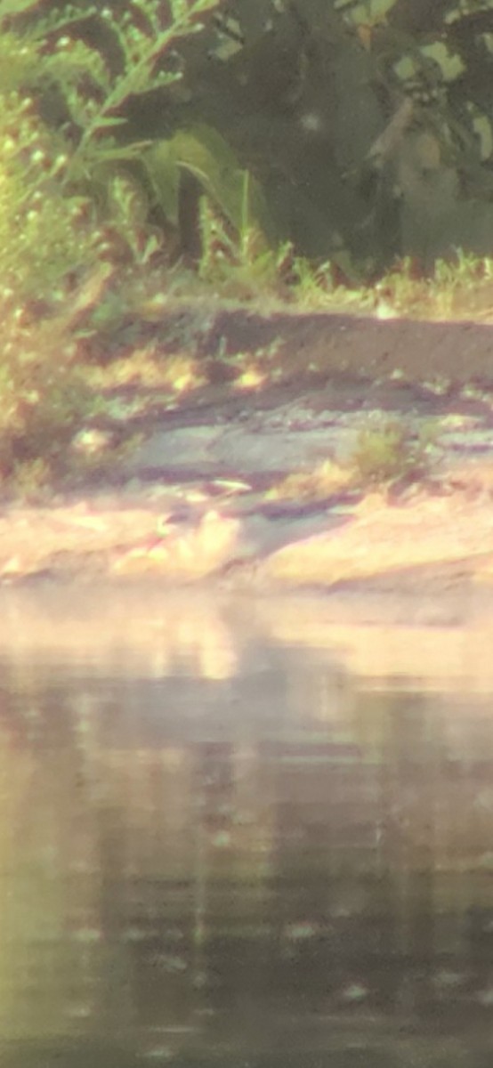 Red-necked Phalarope - Kyle Rambo