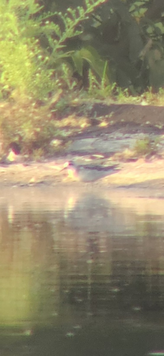 Red-necked Phalarope - ML623960288