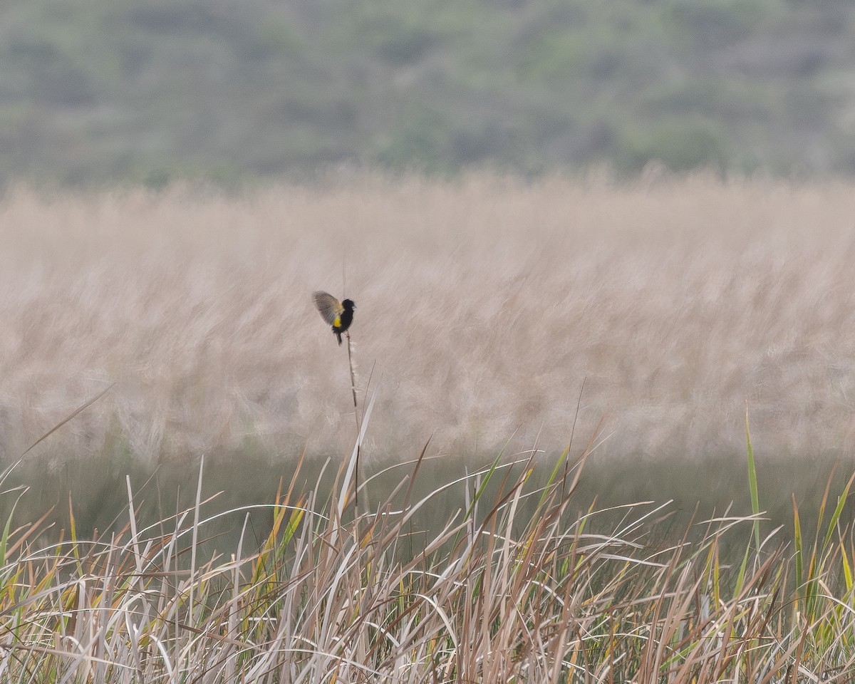 Yellow Bishop - ML623960292