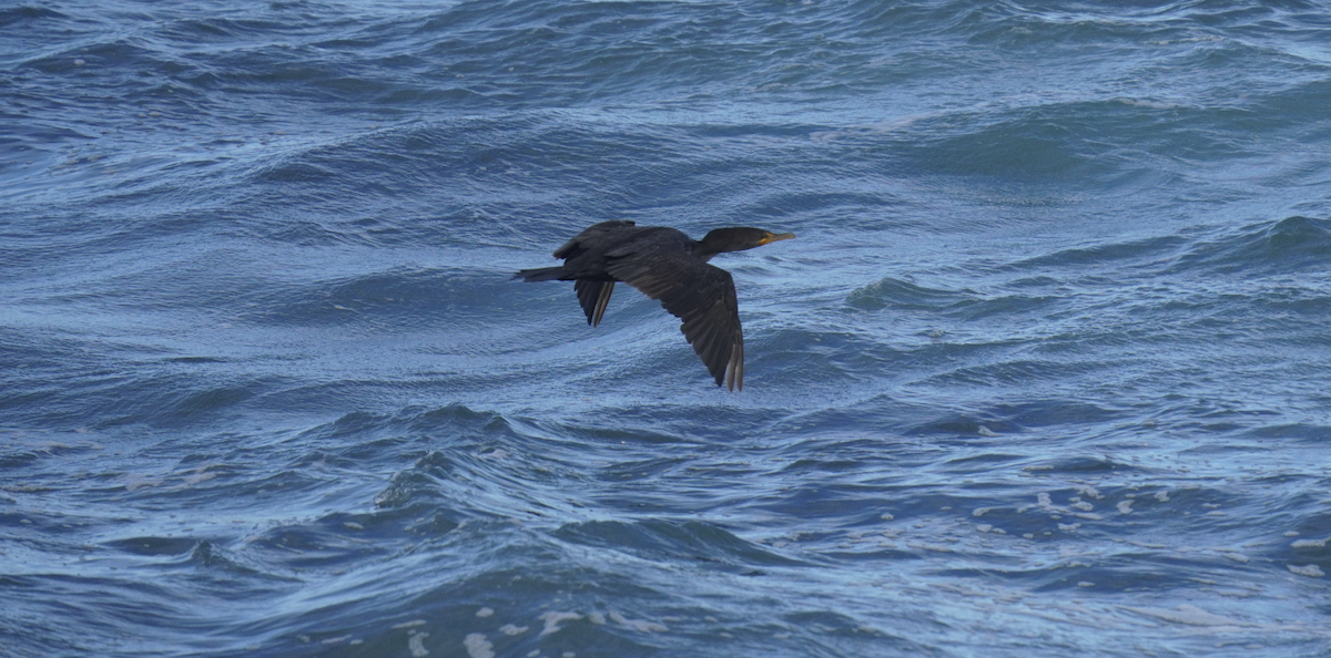 Double-crested Cormorant - ML623960293