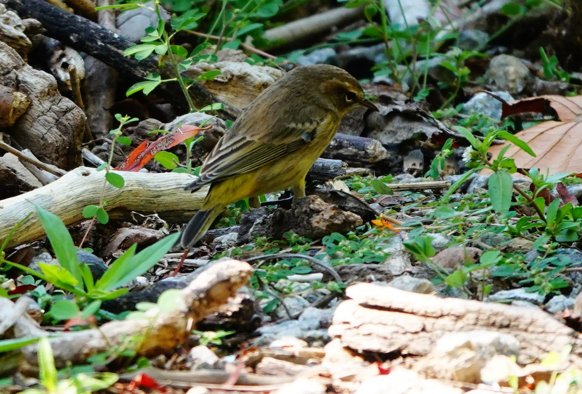 Palm Warbler - ML623960295