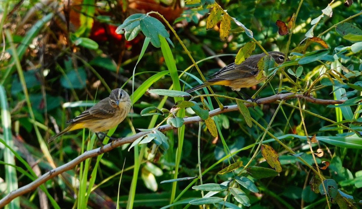 Palm Warbler - ML623960296