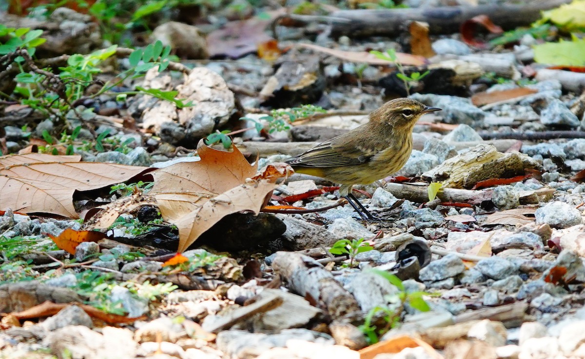 Palm Warbler - ML623960297