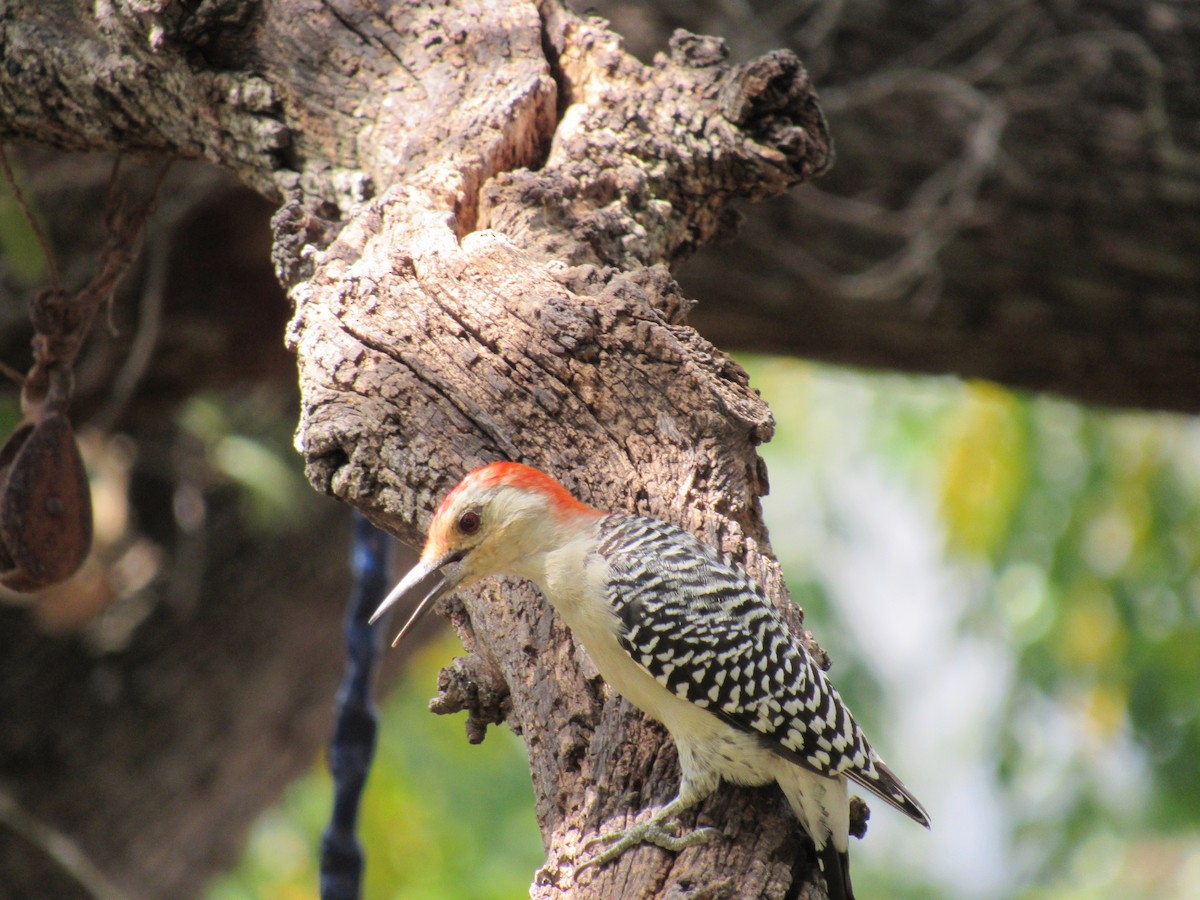 Red-bellied Woodpecker - ML623960298