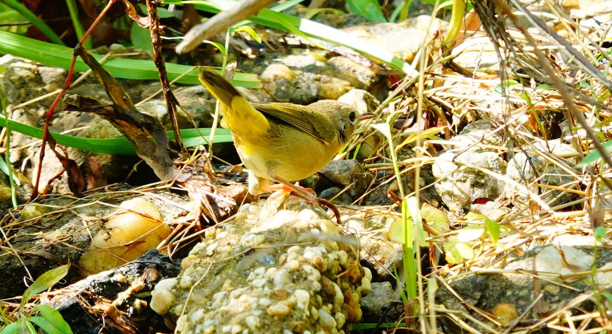 Paruline à couronne rousse - ML623960299