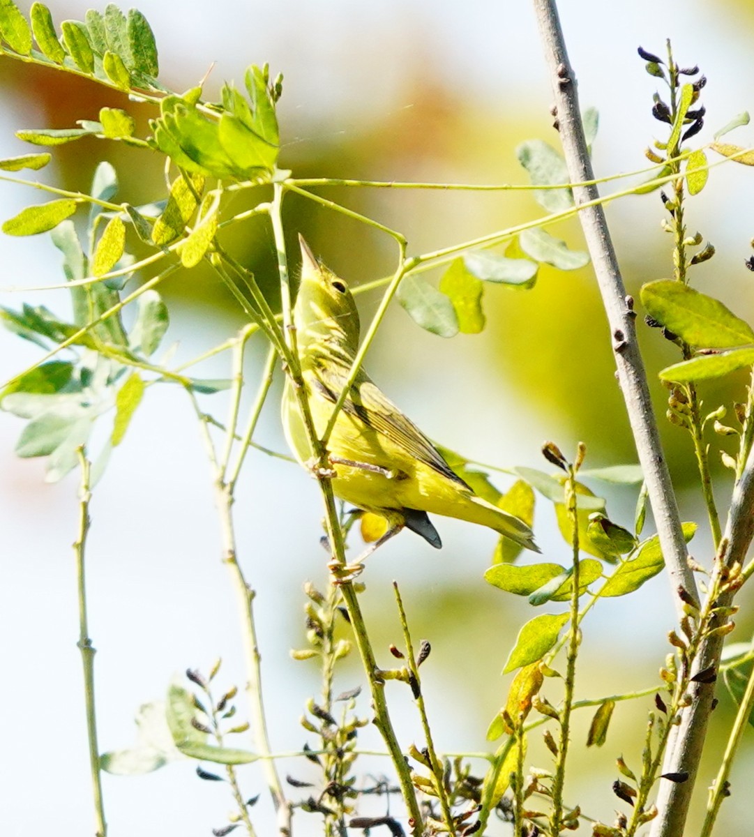 Paruline jaune - ML623960304