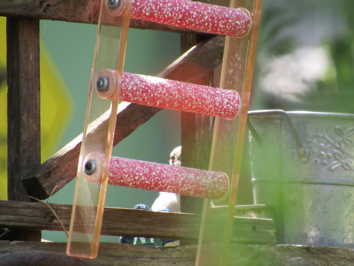 Red-bellied Woodpecker - ML623960311