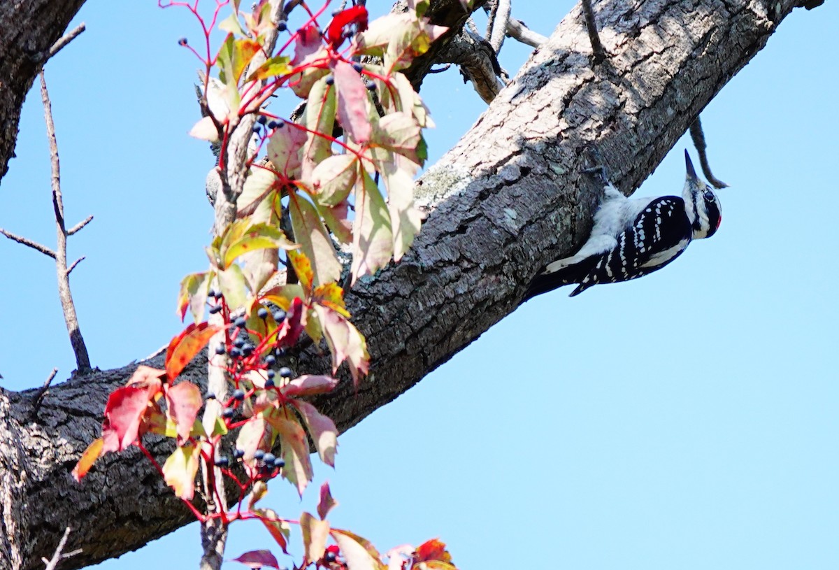 Hairy Woodpecker - Emily Denker