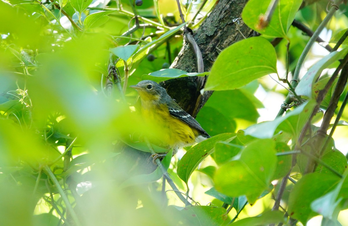 Magnolia Warbler - ML623960327