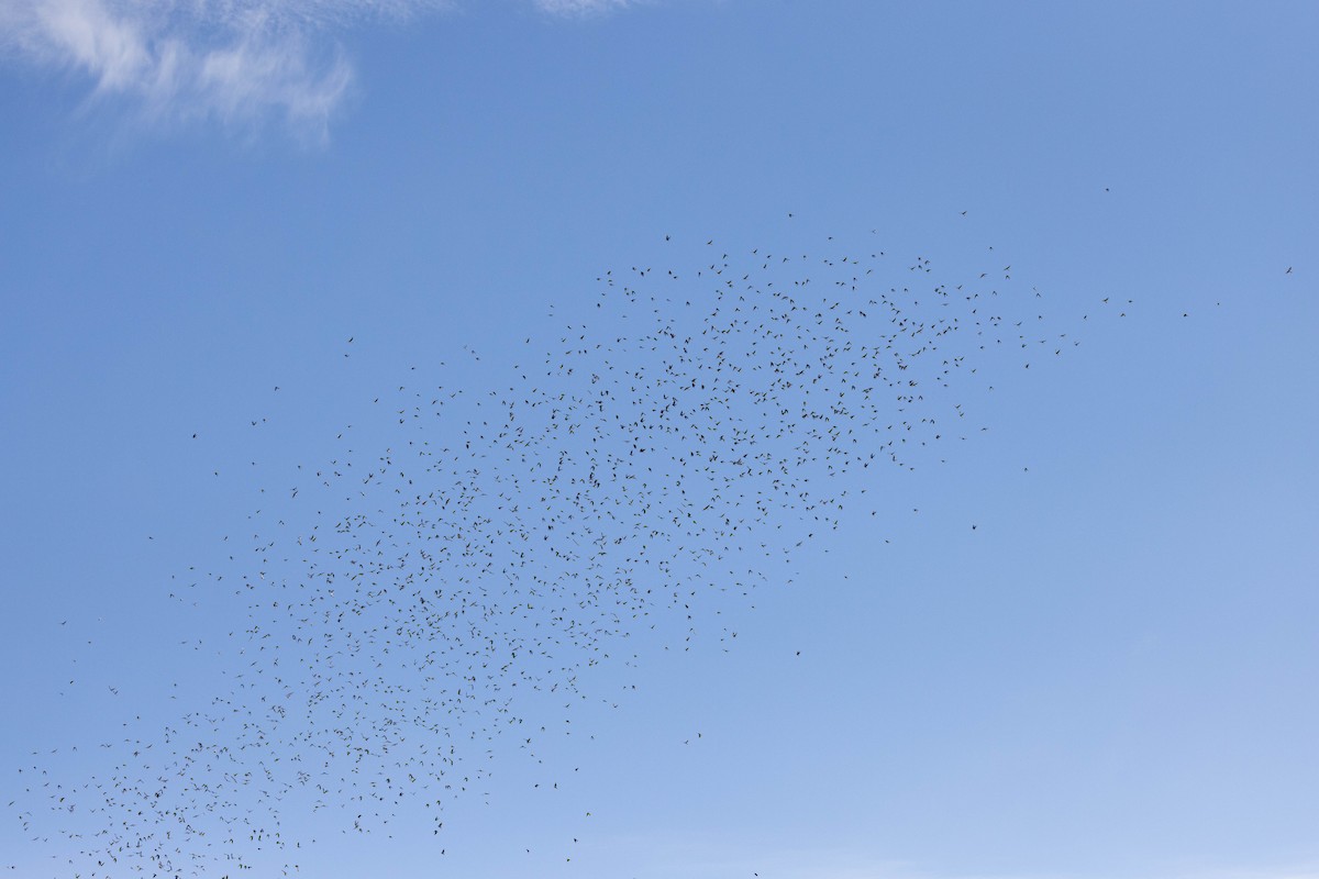 Tree Swallow - ML623960329