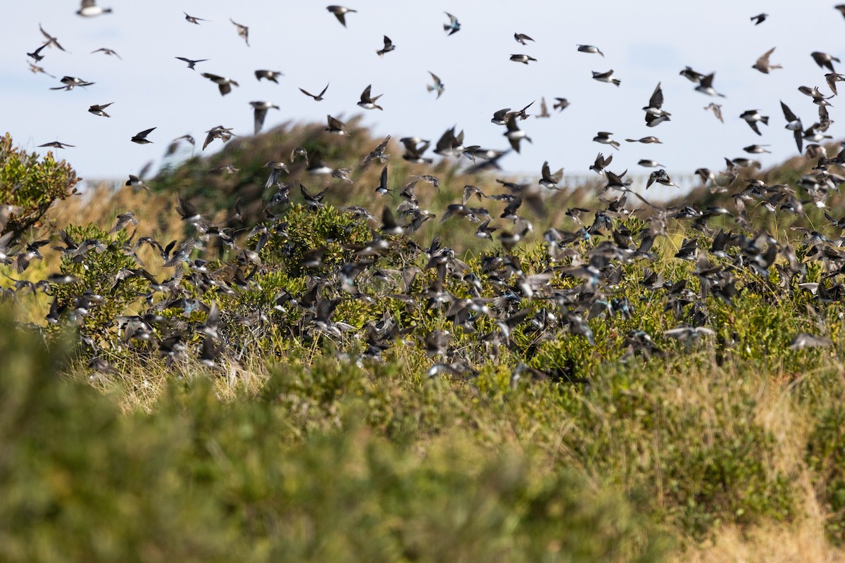 Tree Swallow - ML623960330