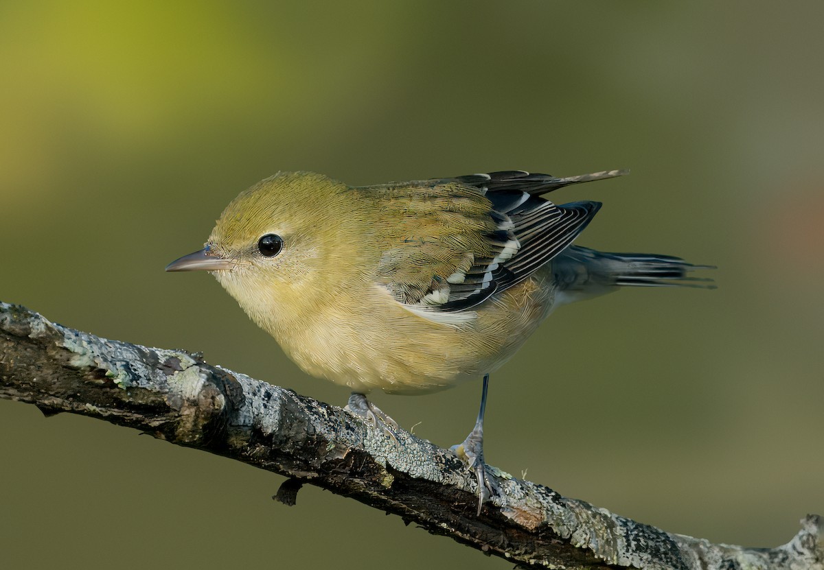 Bay-breasted Warbler - ML623960331