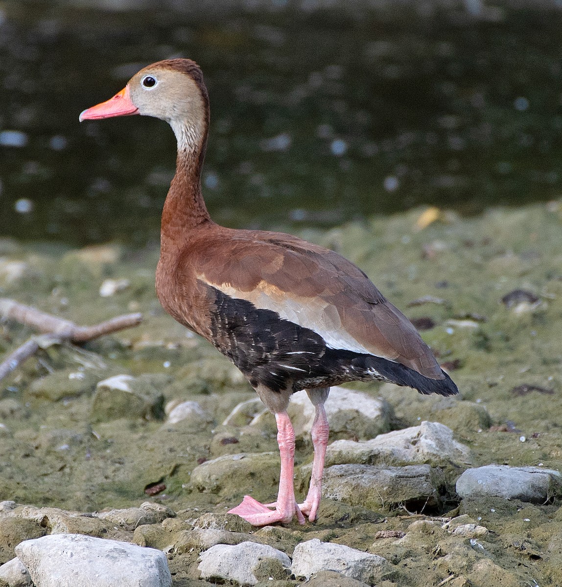 Black-bellied Whistling-Duck - ML623960333