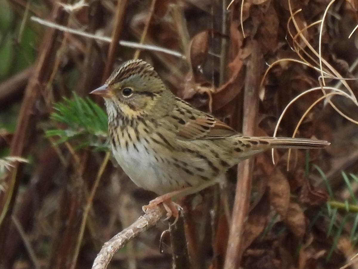 Lincoln's Sparrow - ML623960334