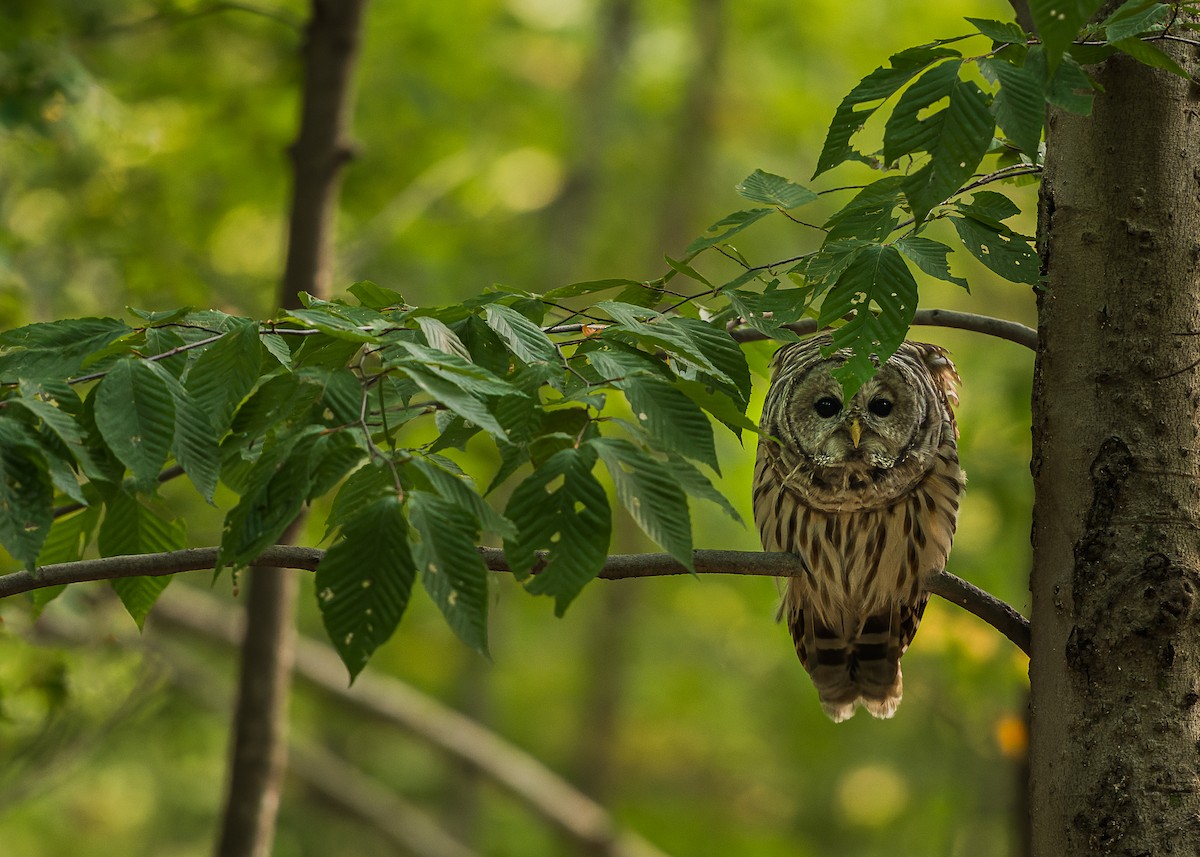 Barred Owl - ML623960337