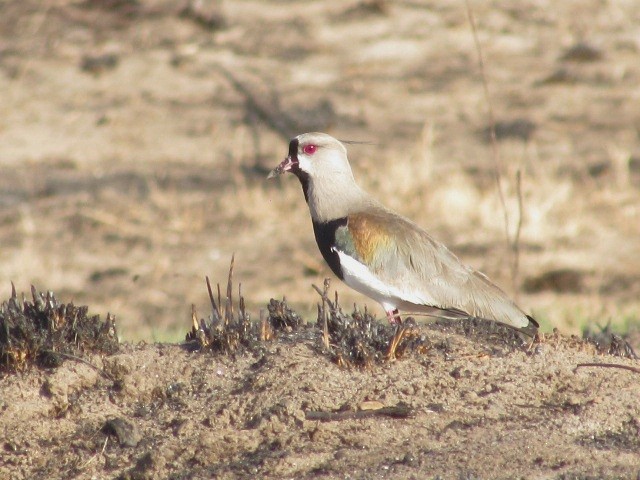 Southern Lapwing - ML623960340