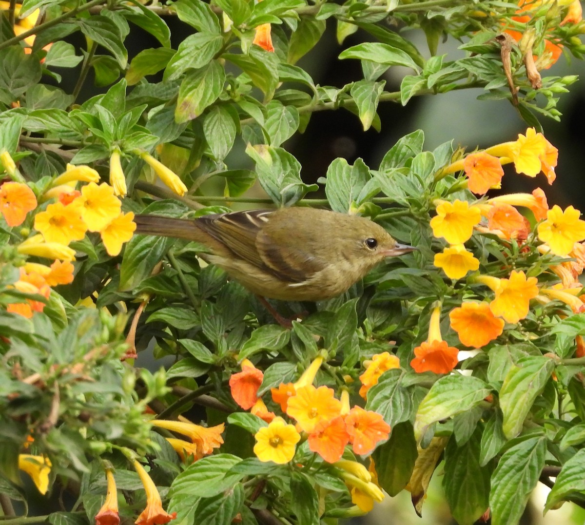 Rusty Flowerpiercer - ML623960341