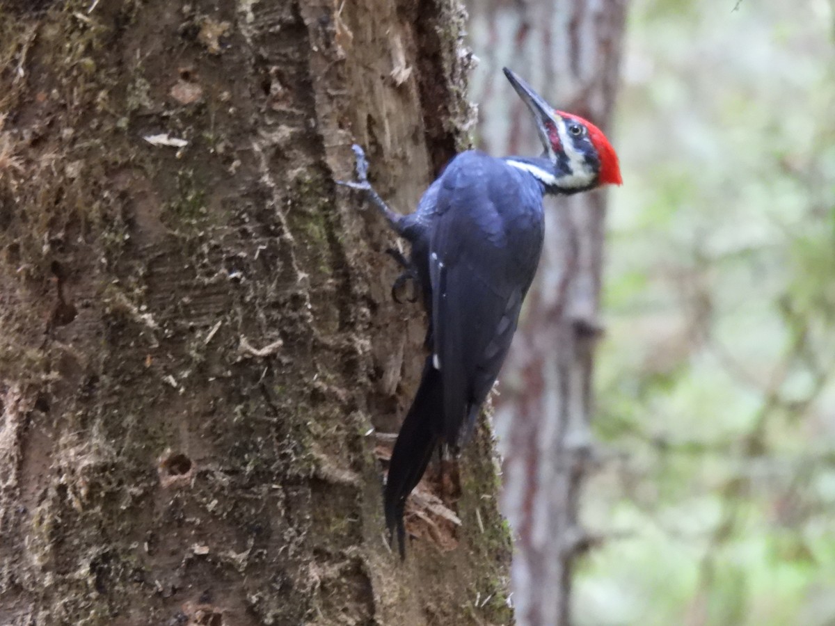 Pileated Woodpecker - ML623960342