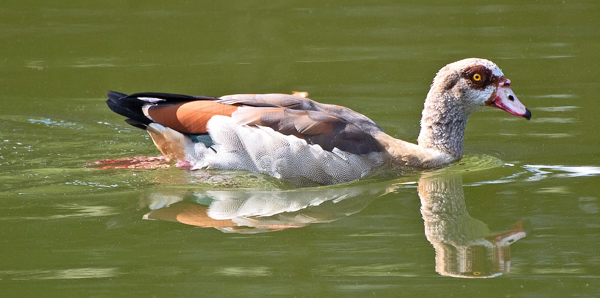 Egyptian Goose - ML623960343