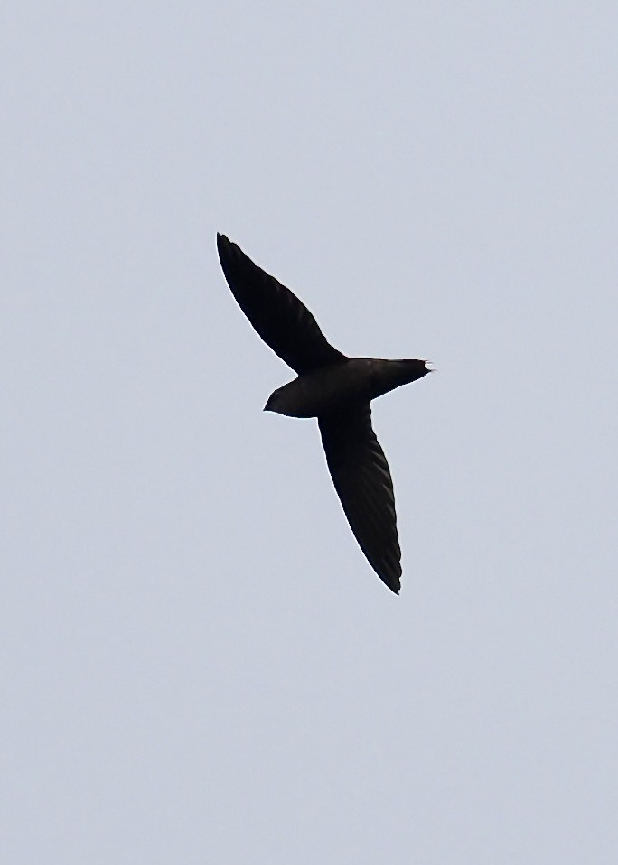 Band-rumped Swift - ML623960347