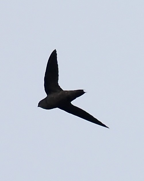 Band-rumped Swift - ML623960348