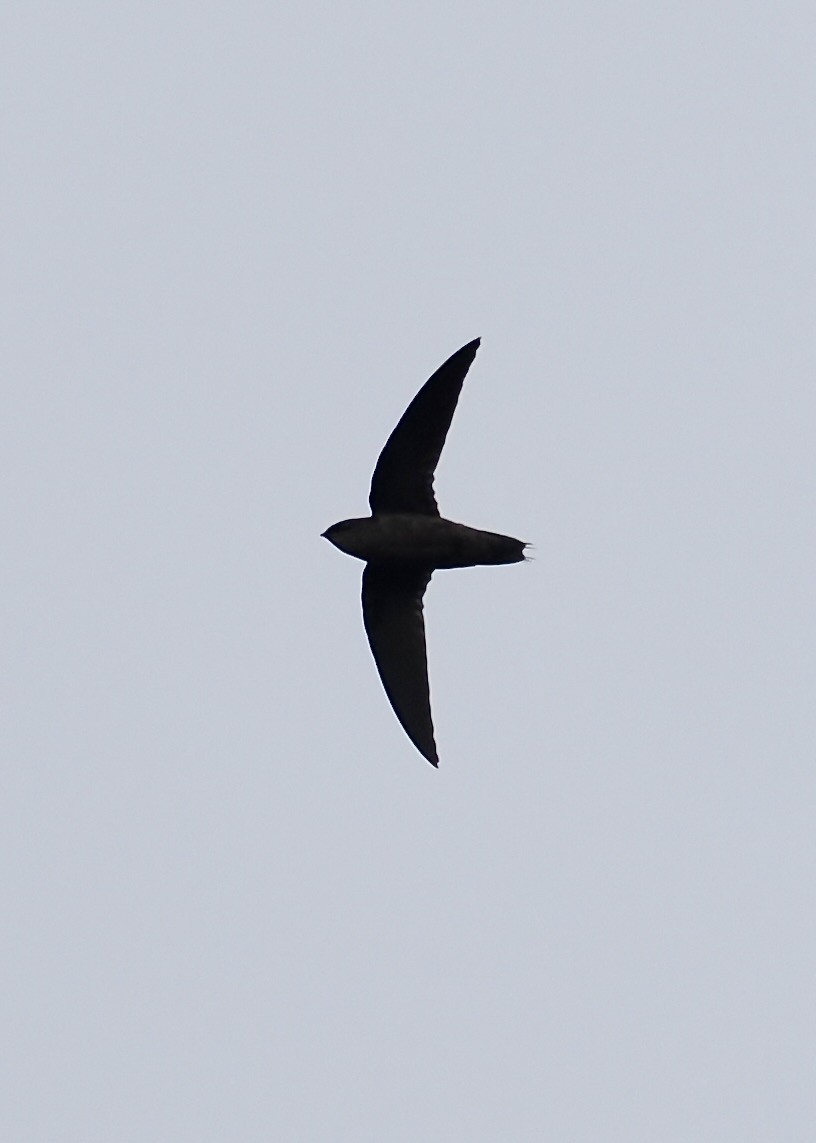 Band-rumped Swift - ML623960350