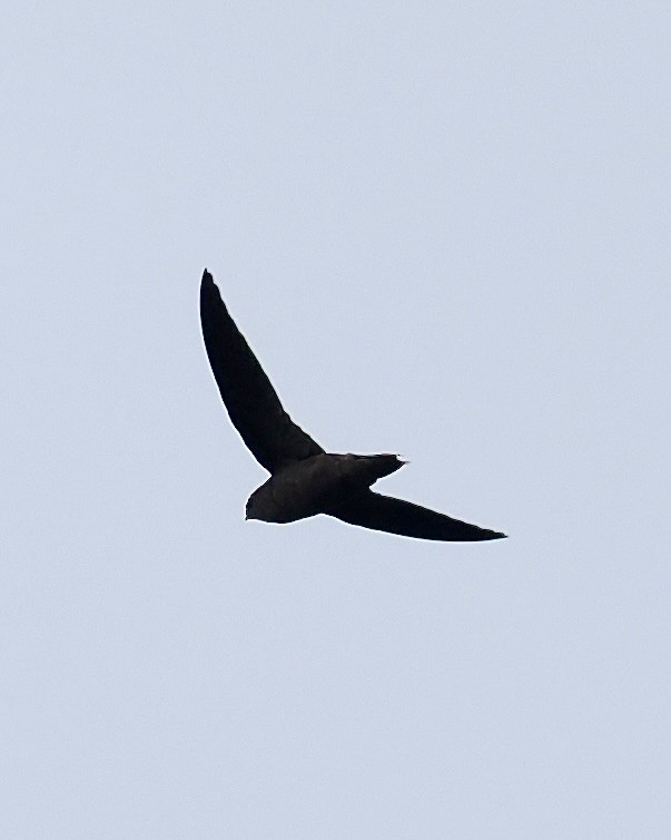 Band-rumped Swift - ML623960352