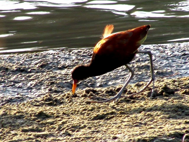 Wattled Jacana - ML623960355