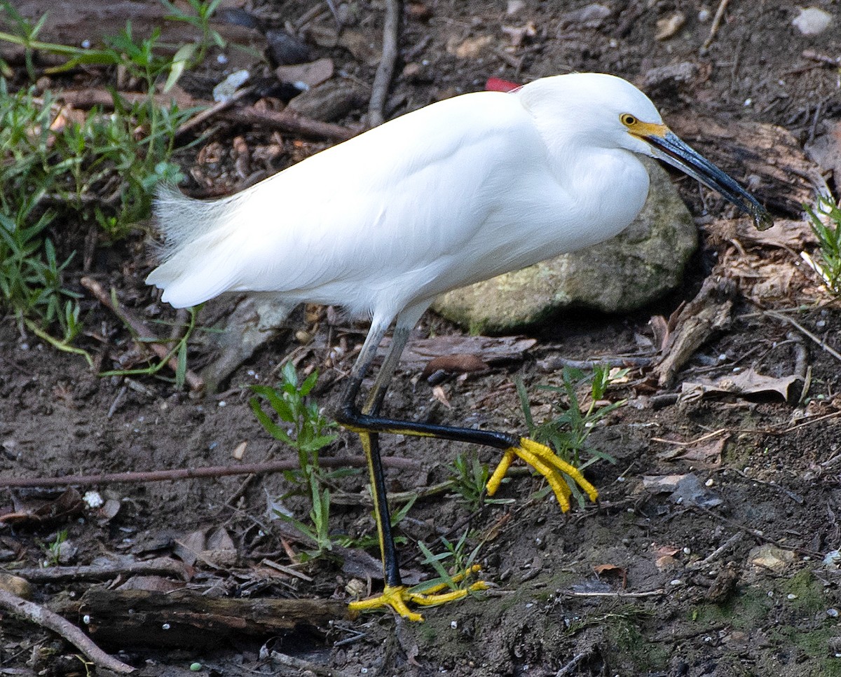 Snowy Egret - ML623960356