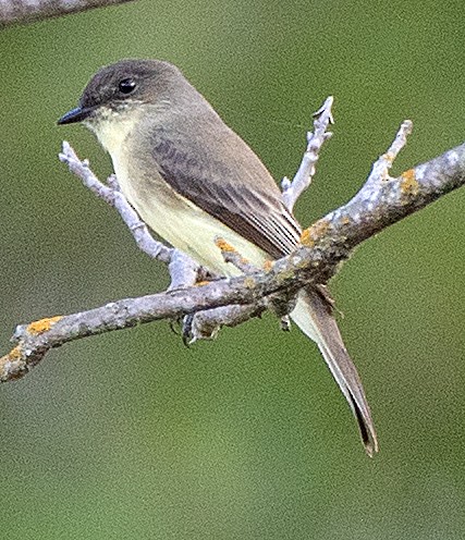 Eastern Phoebe - ML623960370