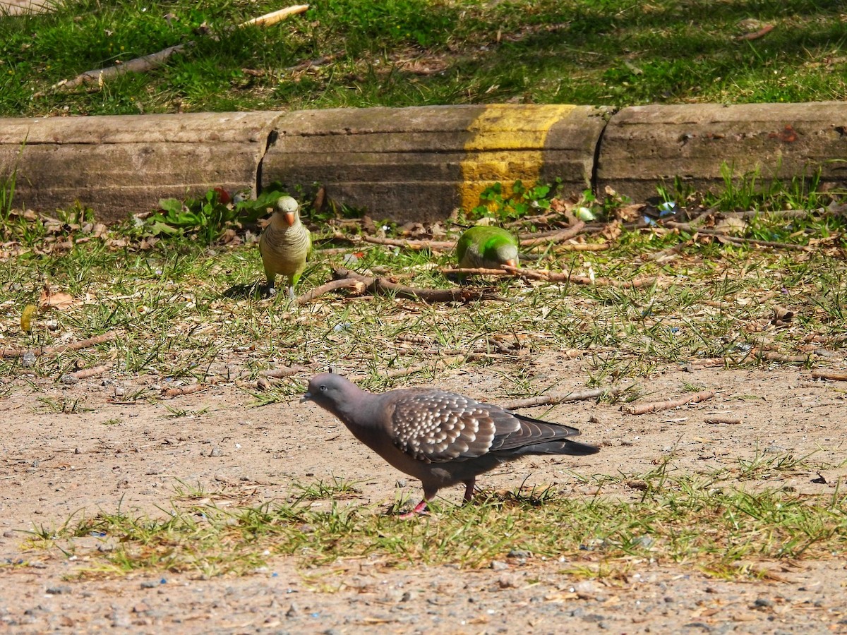 Spot-winged Pigeon - ML623960371