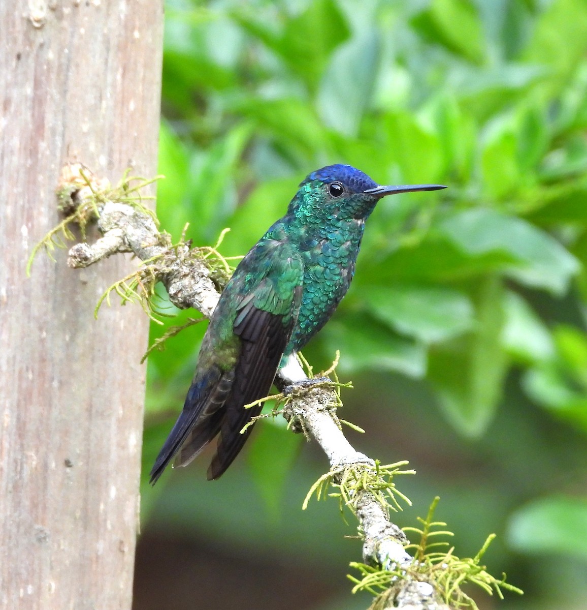 Indigo-capped Hummingbird - ML623960372