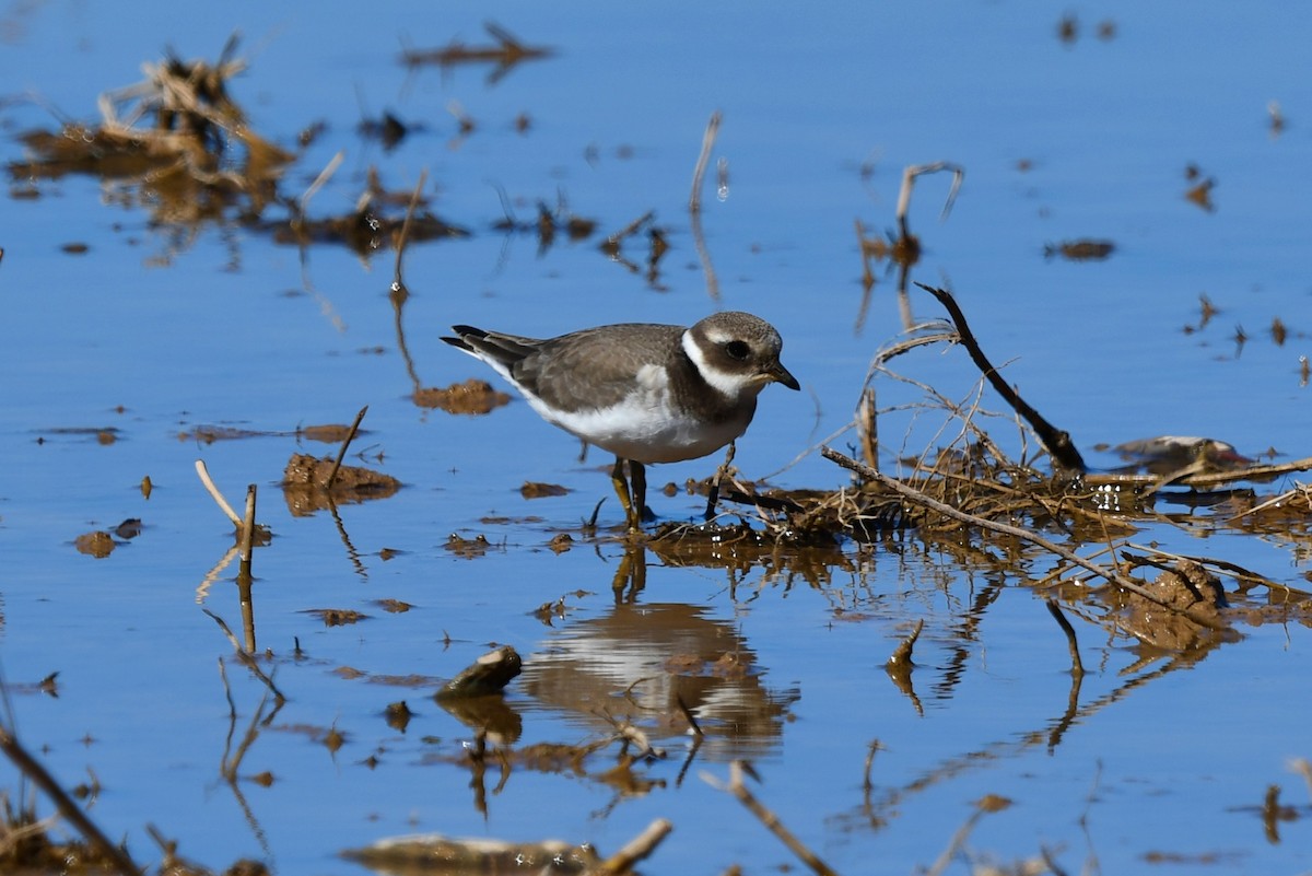 Common Ringed Plover - ML623960373