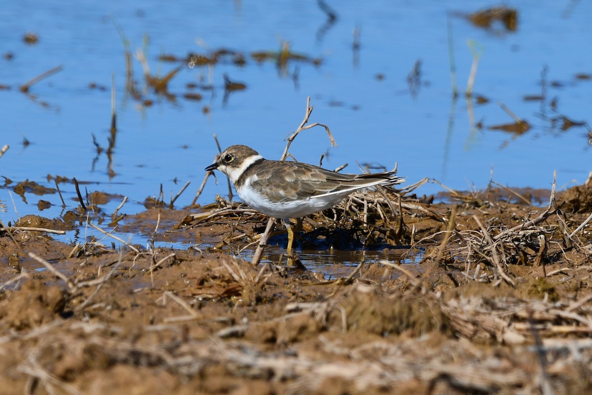 Common Ringed Plover - ML623960374