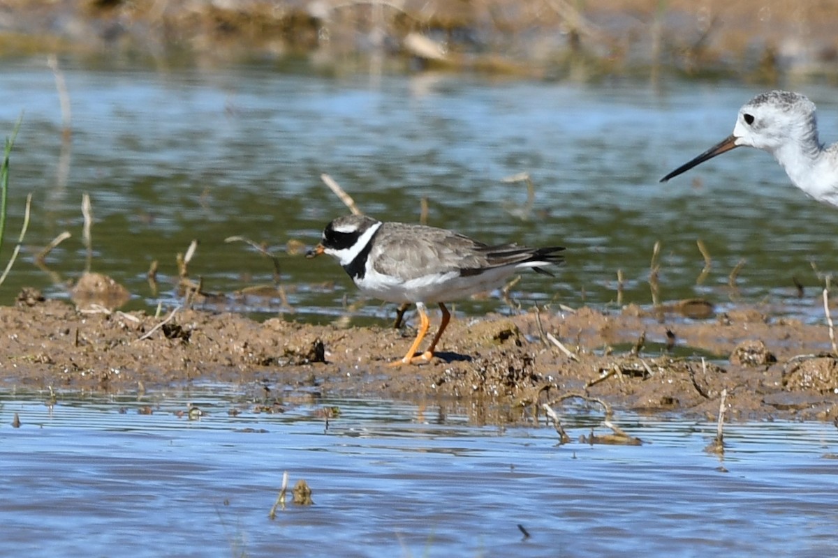 Common Ringed Plover - ML623960375