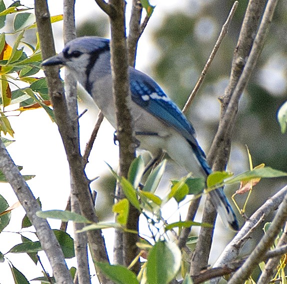 Blue Jay - ML623960377