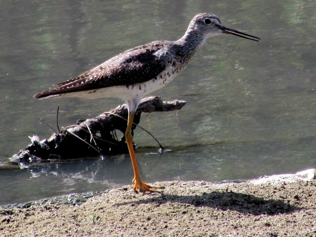 Greater Yellowlegs - ML623960381