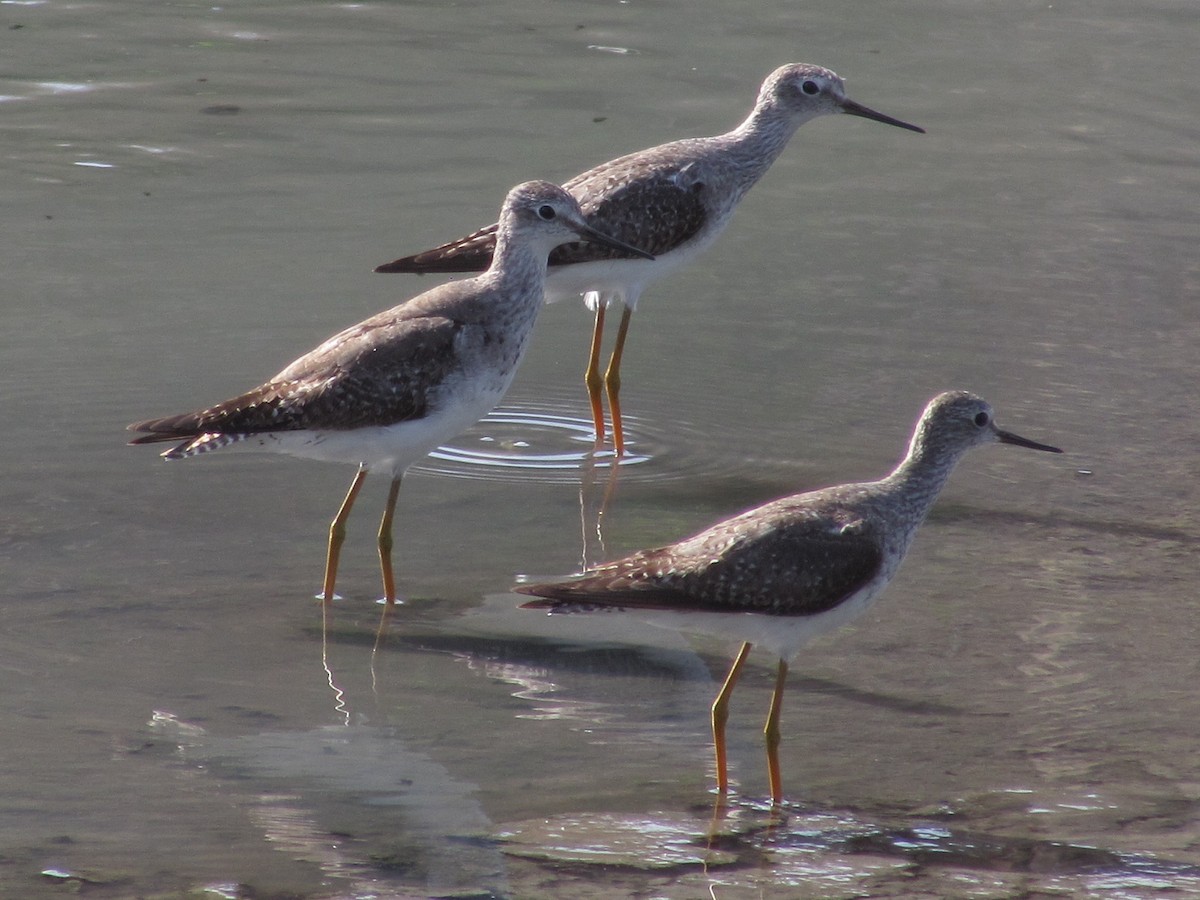 Greater Yellowlegs - ML623960382