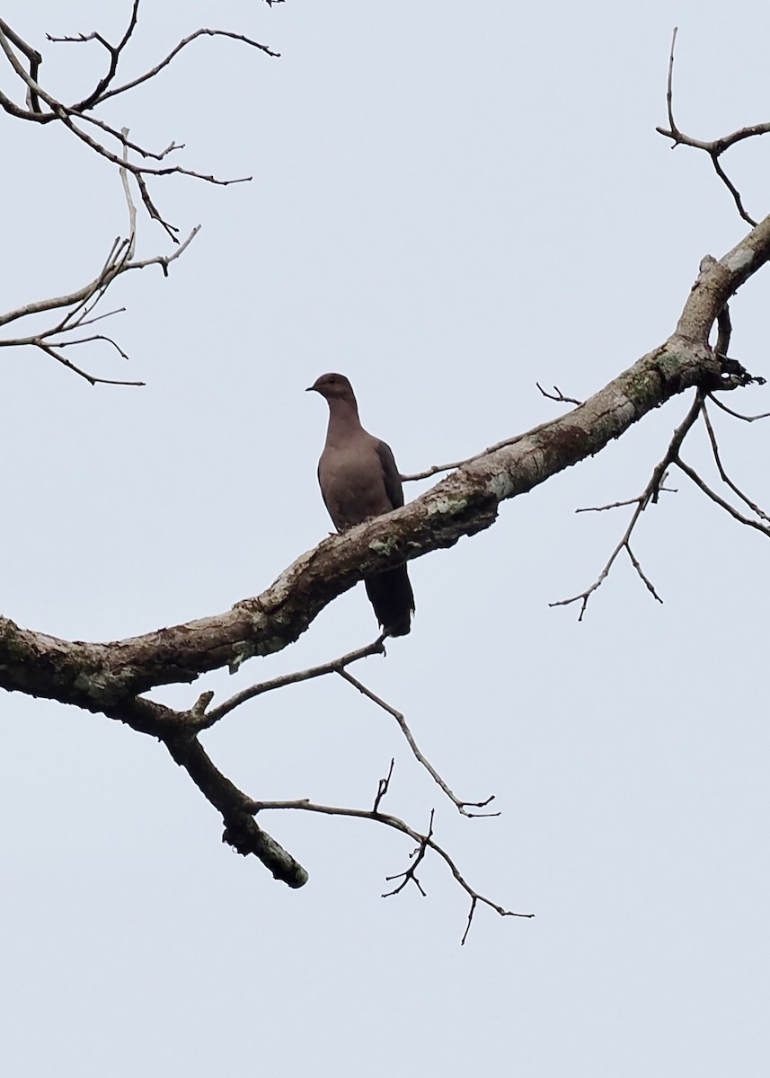 Pigeon plombé - ML623960383