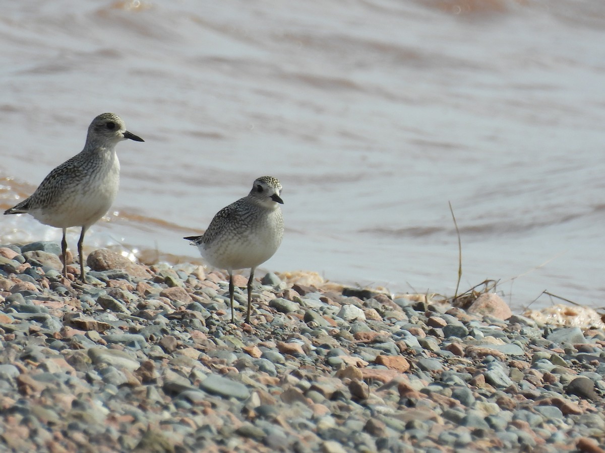 Black-bellied Plover - ML623960386