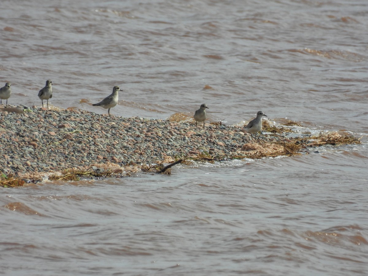 Black-bellied Plover - ML623960387