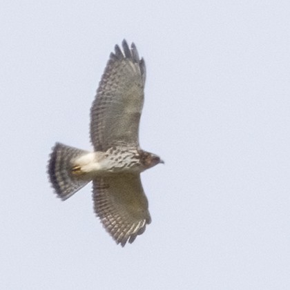 Broad-winged Hawk - ML623960389