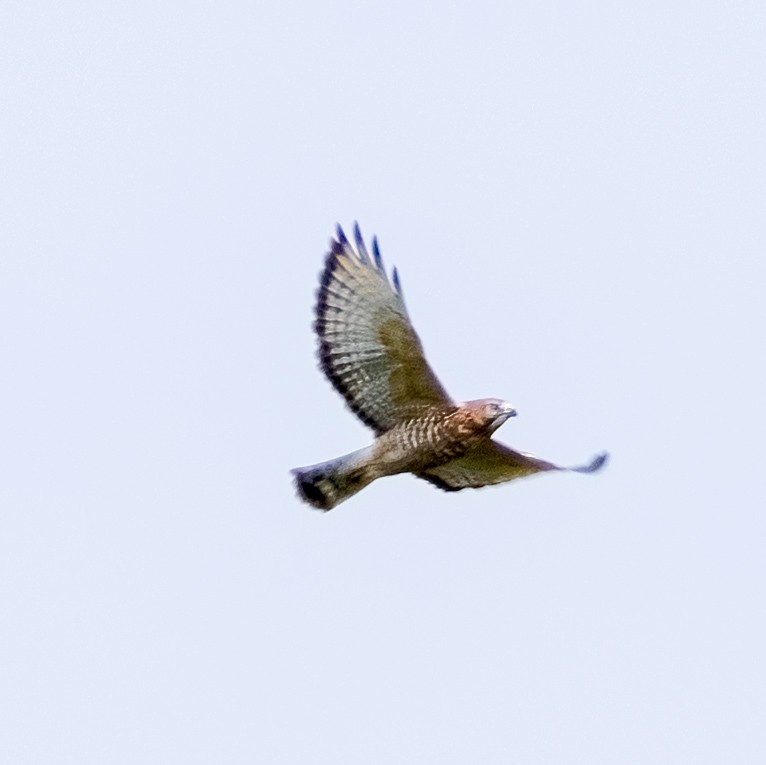 Broad-winged Hawk - ML623960390