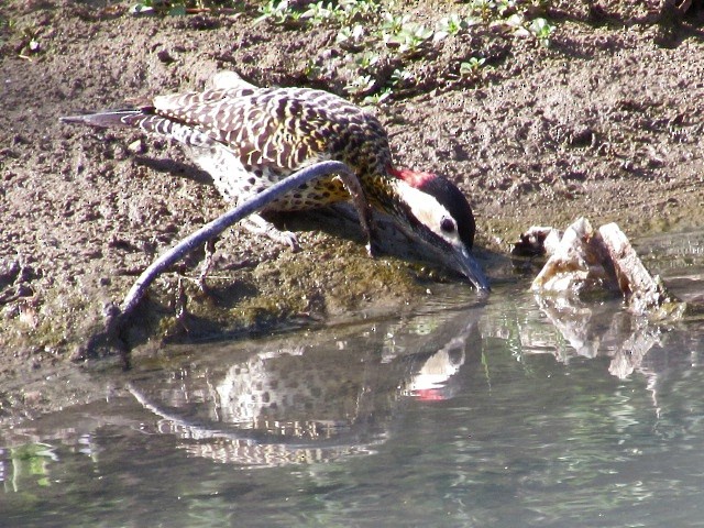 Green-barred Woodpecker - ML623960400