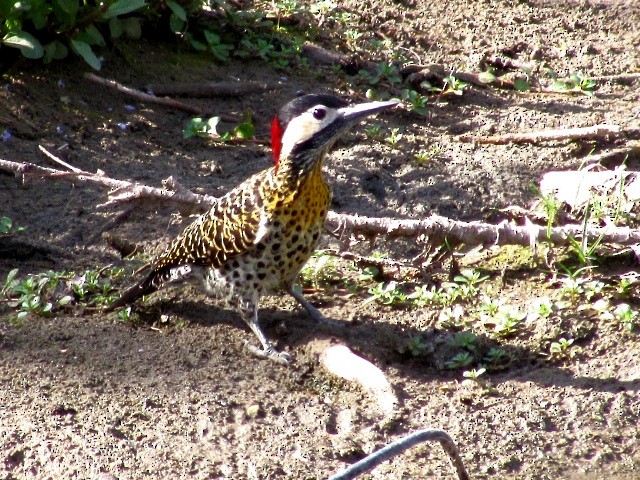 Green-barred Woodpecker - ML623960401