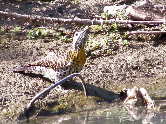 Green-barred Woodpecker - ML623960402