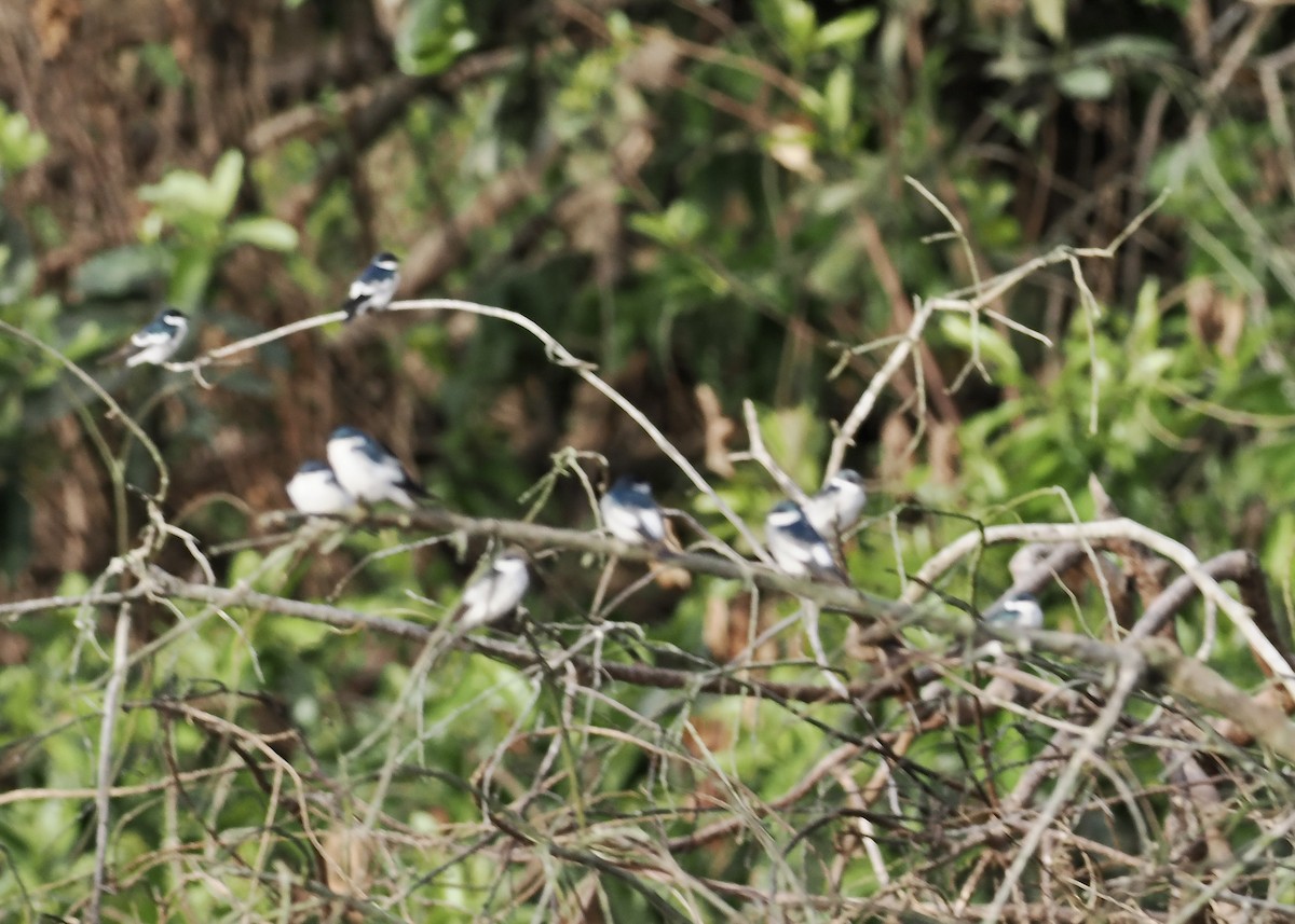 White-winged Swallow - ML623960406