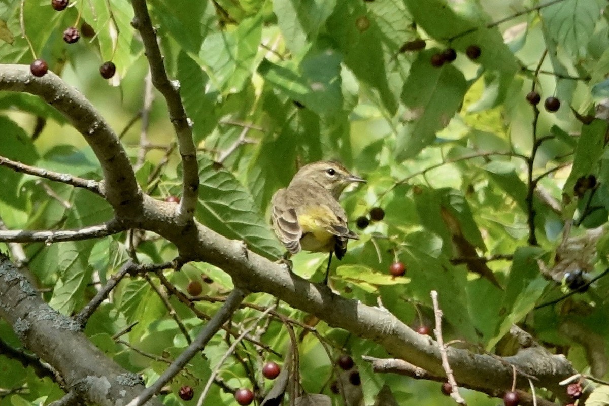 Palm Warbler - Elaine Marie