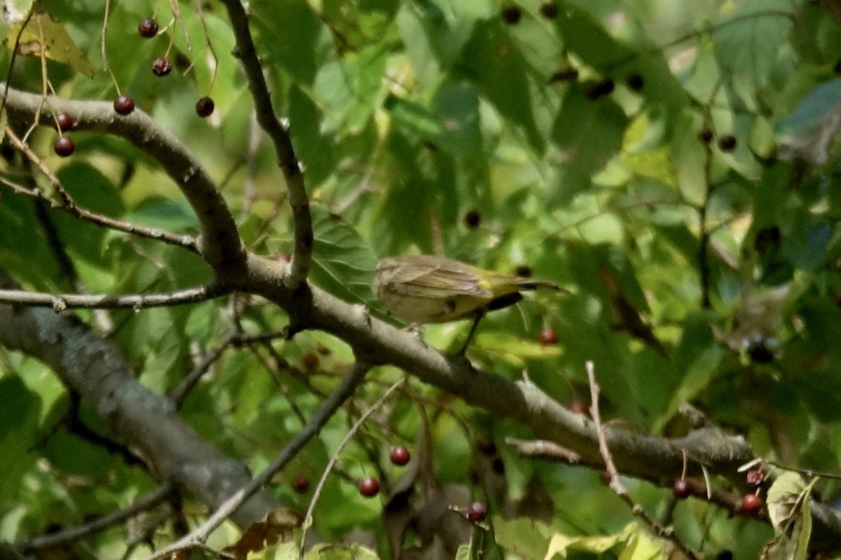 Palm Warbler - Elaine Marie