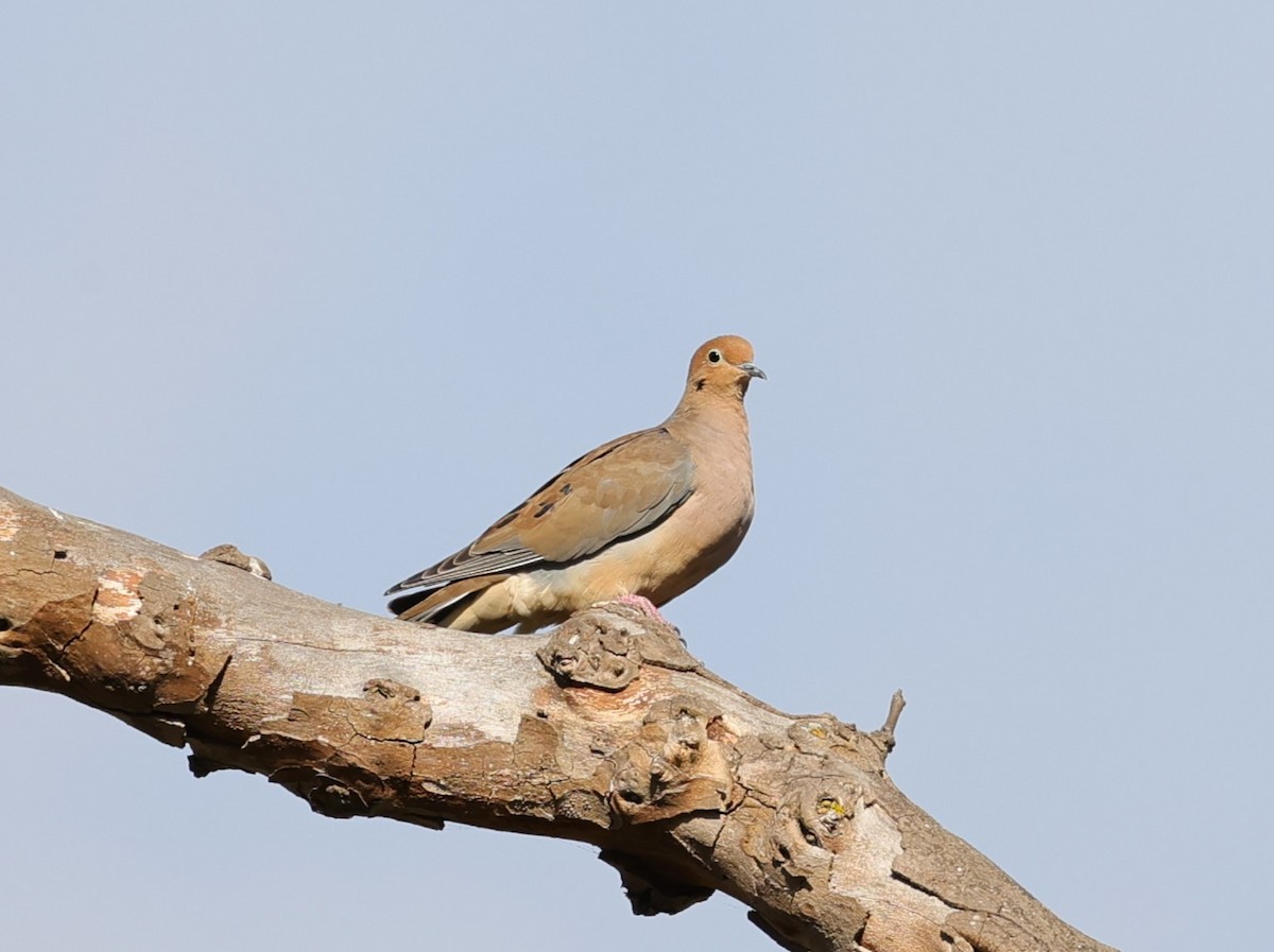 Mourning Dove - ML623960423